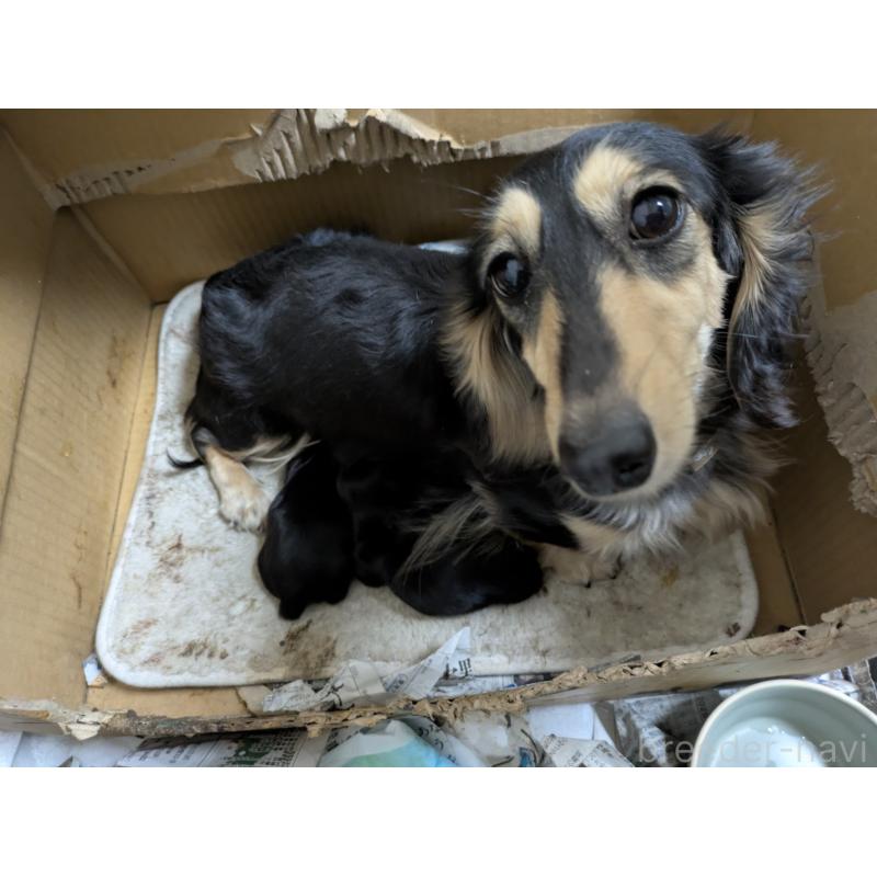 販売中の愛知県のミニチュアダックスフンド(ロングヘアード)-447305の2枚目