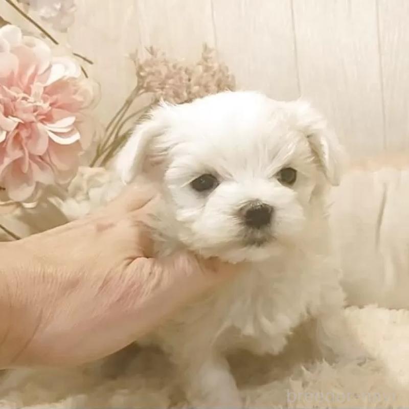 販売中の愛知県のマルチーズ-447306