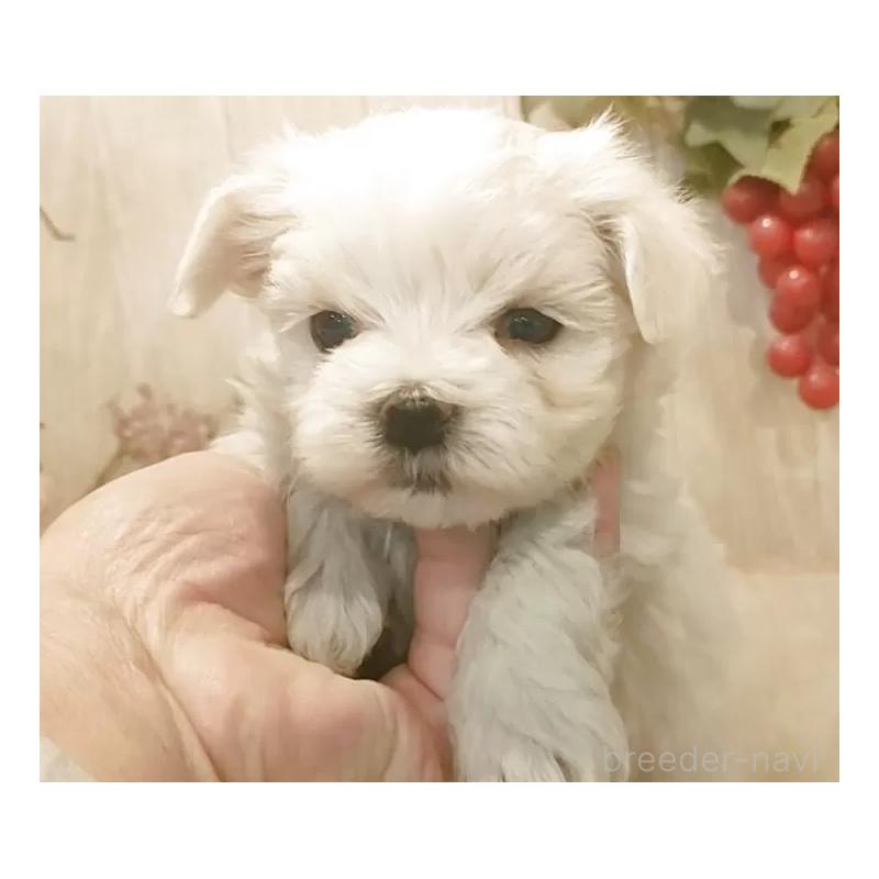 販売中の愛知県のマルチーズ-447306の5枚目