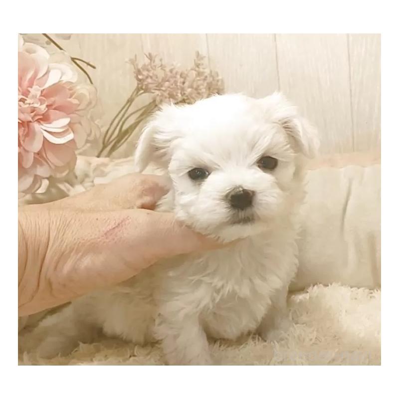 販売中の愛知県のマルチーズ-447306の3枚目