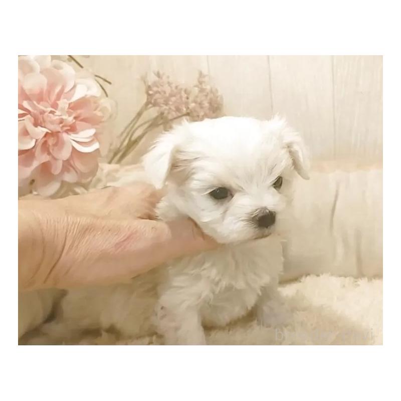 販売中の愛知県のマルチーズ-447306の2枚目