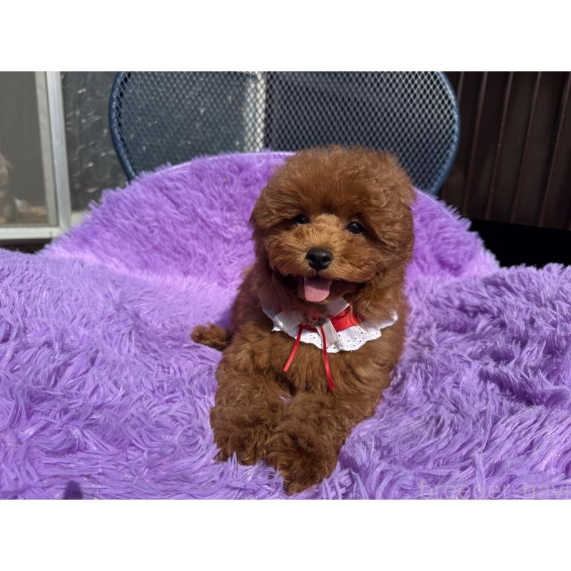 販売中の鹿児島県のタイニープードル-447300の2枚目