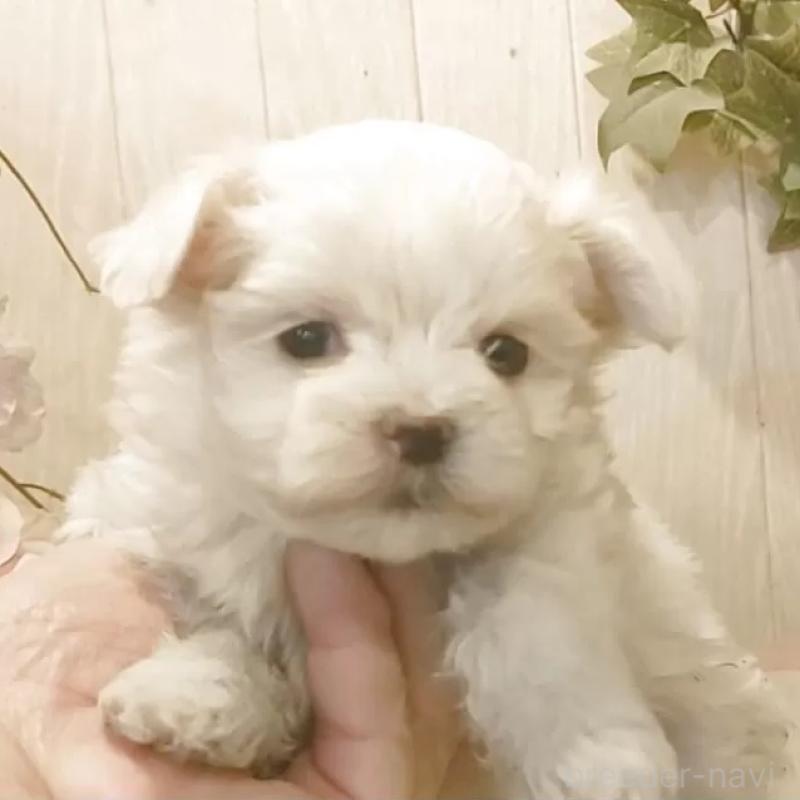 販売中の愛知県のマルチーズ-447308