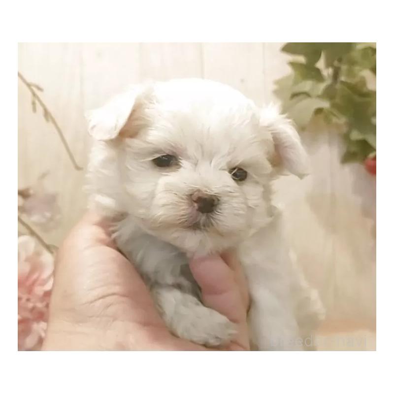 販売中の愛知県のマルチーズ-447308の5枚目