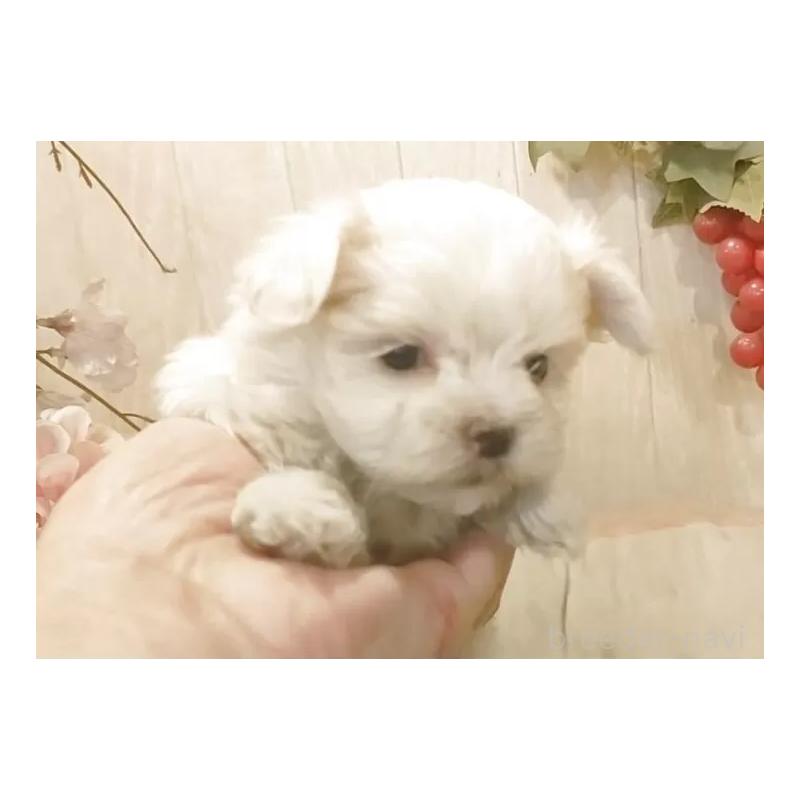 販売中の愛知県のマルチーズ-447308の4枚目