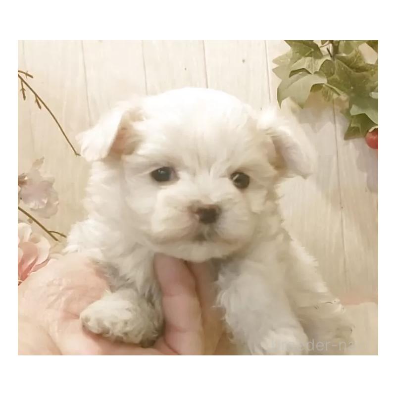 販売中の愛知県のマルチーズ-447308の3枚目