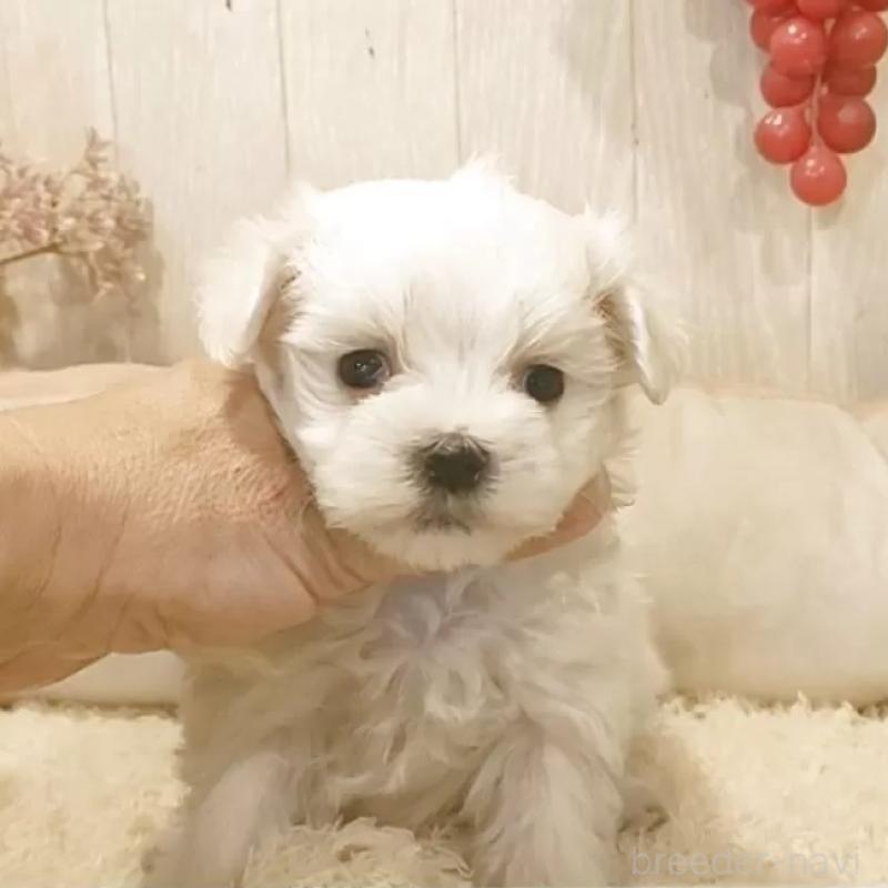 販売中の愛知県のマルチーズ-447309