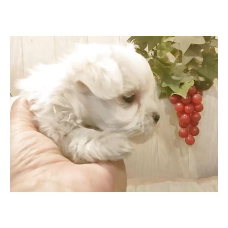 販売中の愛知県のマルチーズ-447309の3枚目