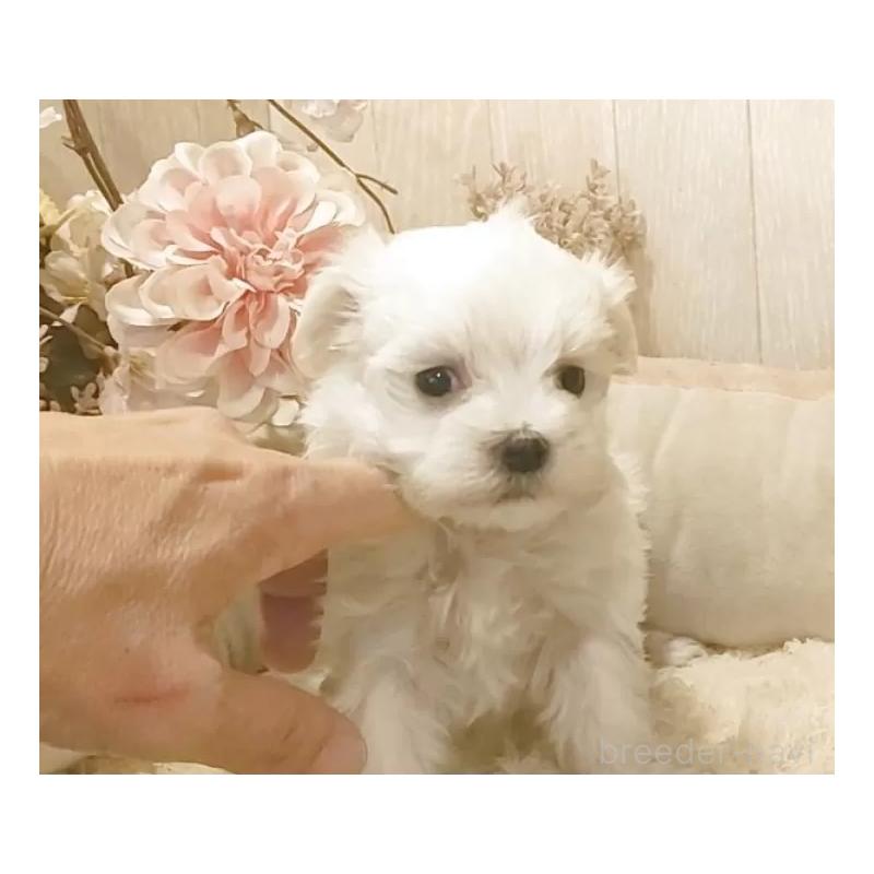 販売中の愛知県のマルチーズ-447309の2枚目