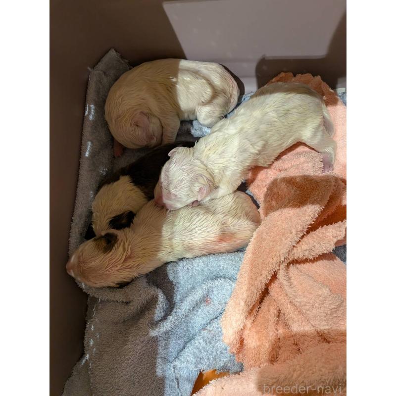 販売中の愛知県のミニチュアブルテリア-447310の2枚目