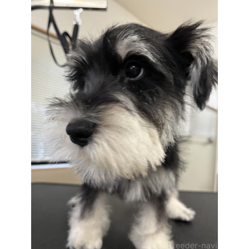 販売中の石川県のミニチュアシュナウザー-447311の5枚目