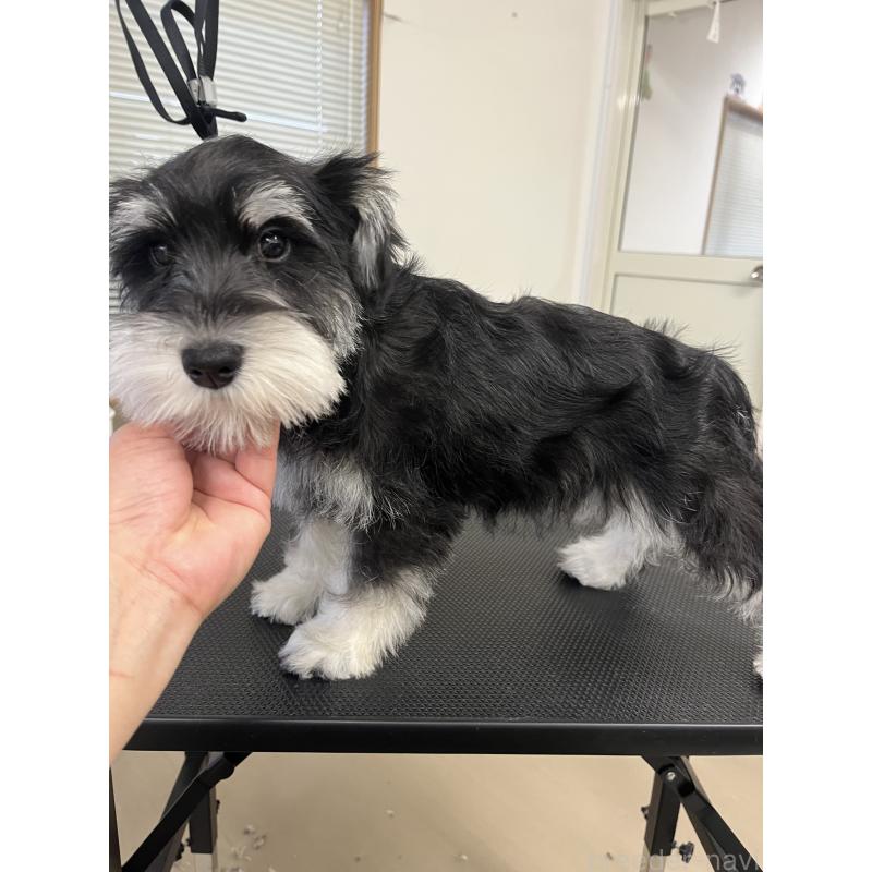 販売中の石川県のミニチュアシュナウザー-447311の4枚目