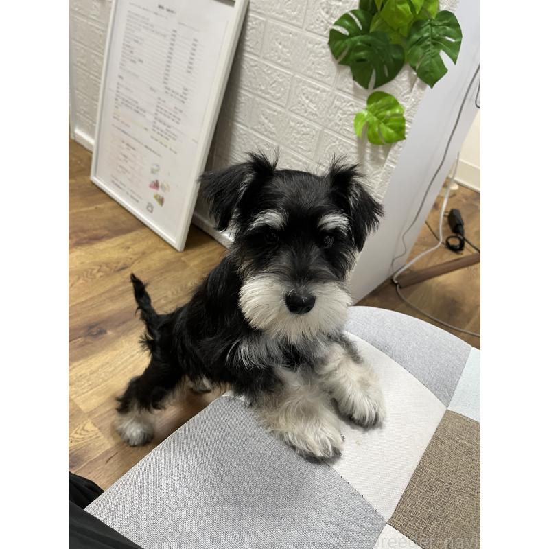 販売中の石川県のミニチュアシュナウザー-447311の2枚目