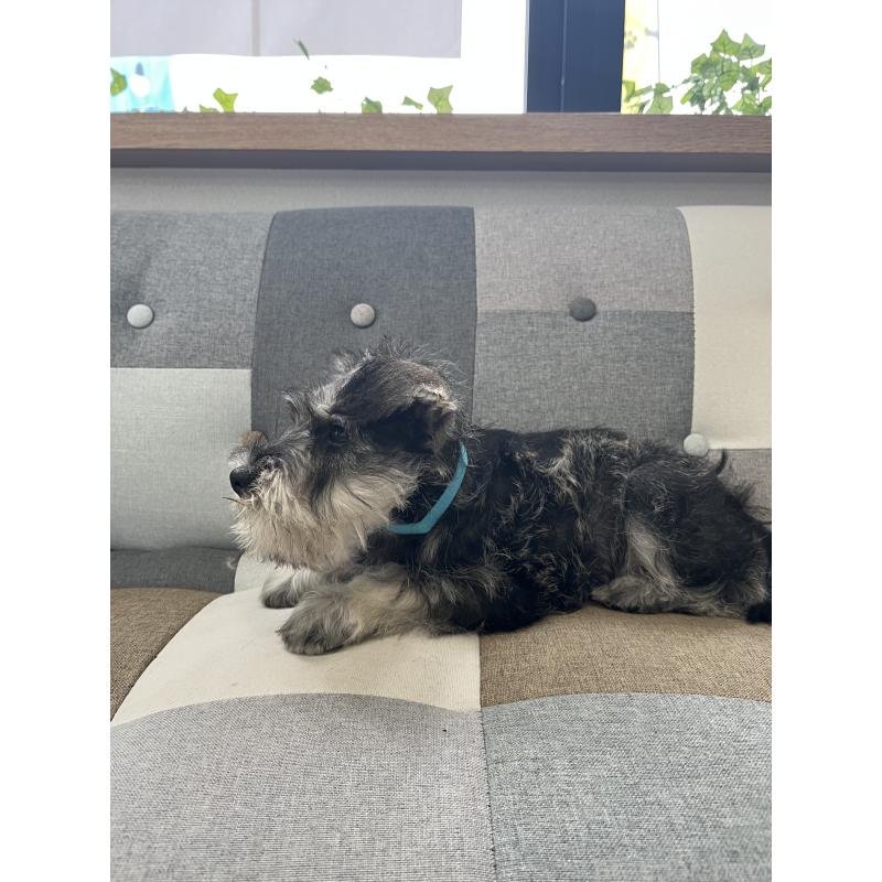 販売中の石川県のミニチュアシュナウザー-447312の5枚目