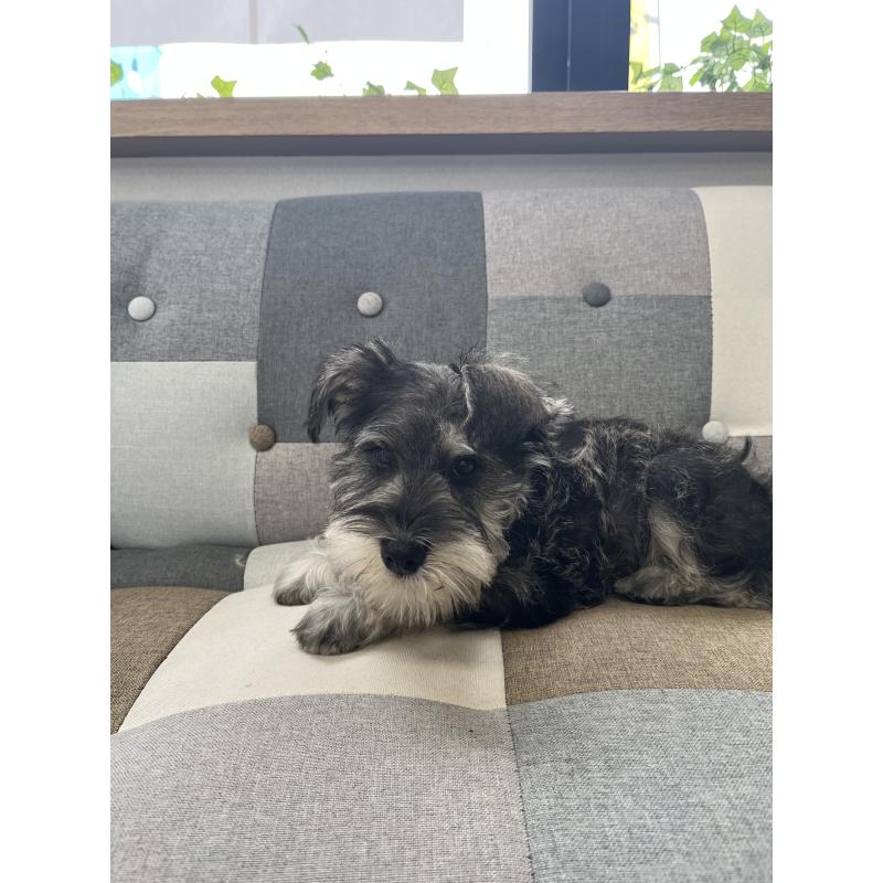 販売中の石川県のミニチュアシュナウザー-447312の4枚目