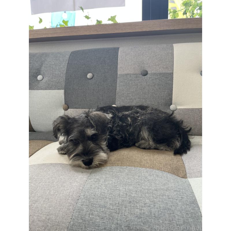 販売中の石川県のミニチュアシュナウザー-447312の3枚目