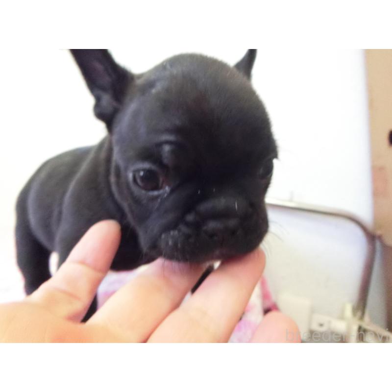 販売中の兵庫県のフレンチブルドッグ-447315の4枚目