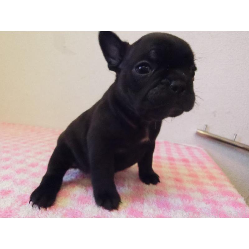 販売中の兵庫県のフレンチブルドッグ-447315の3枚目