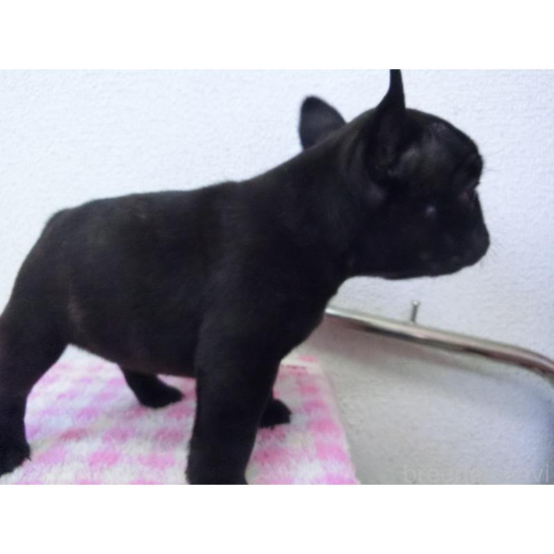 販売中の兵庫県のフレンチブルドッグ-447315の2枚目