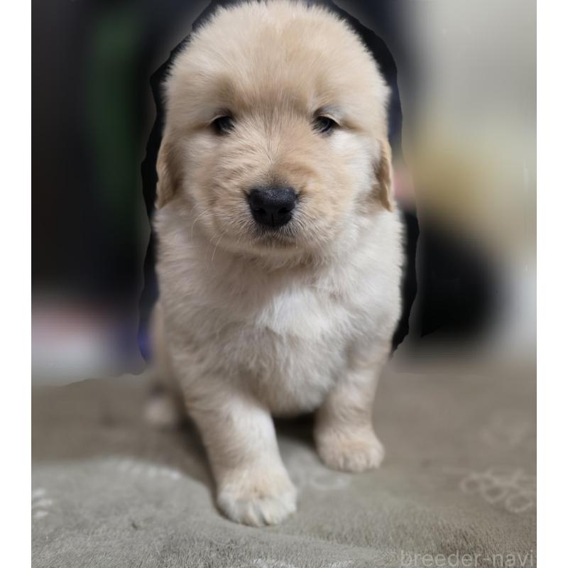 販売中の静岡県のゴールデンレトリーバー-443636