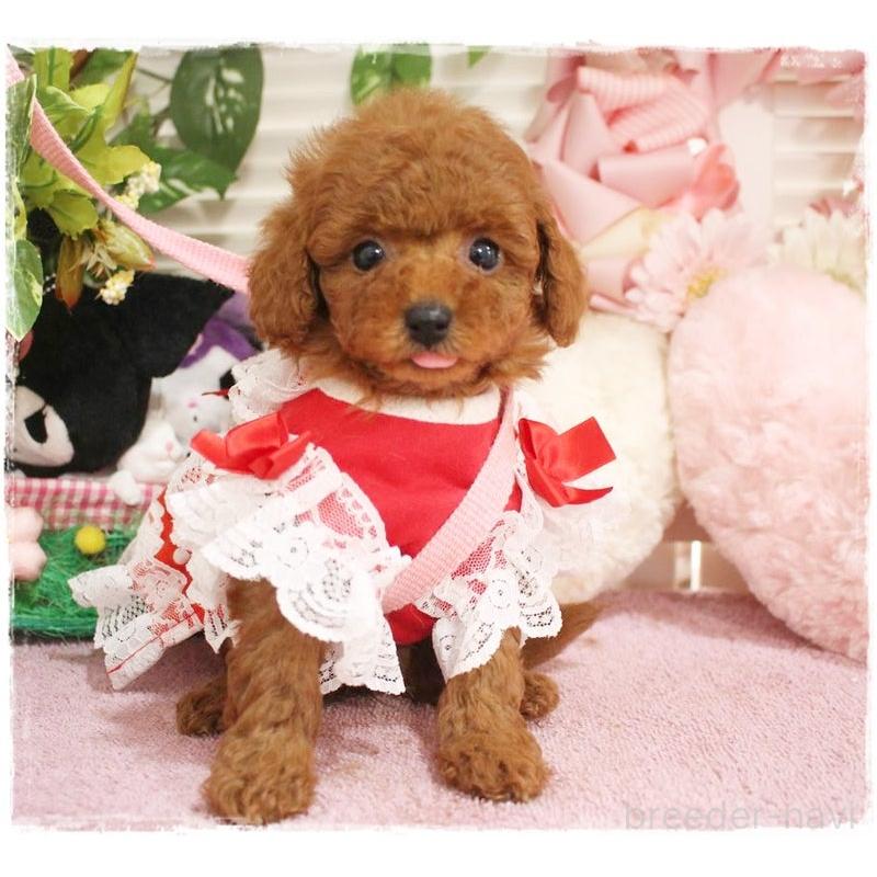 販売中の岡山県のタイニープードル-447316の5枚目