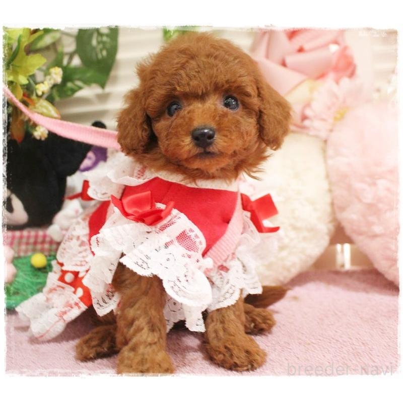 販売中の岡山県のタイニープードル-447316の4枚目