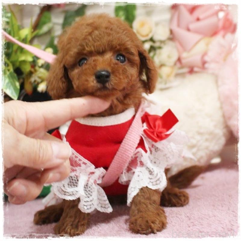 販売中の岡山県のタイニープードル-447316の3枚目