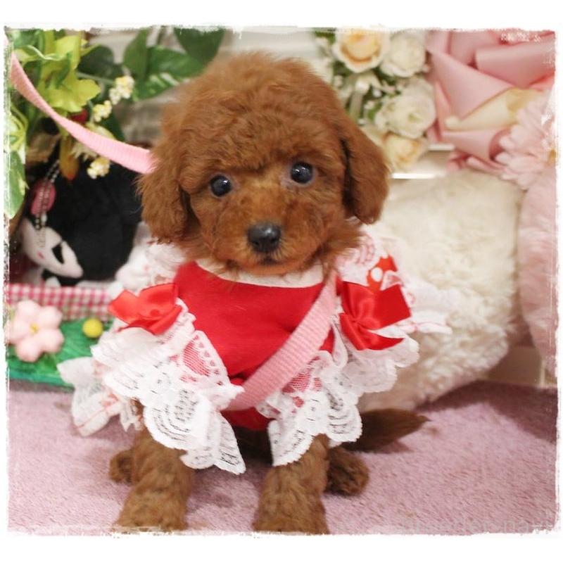 販売中の岡山県のタイニープードル-447316の2枚目