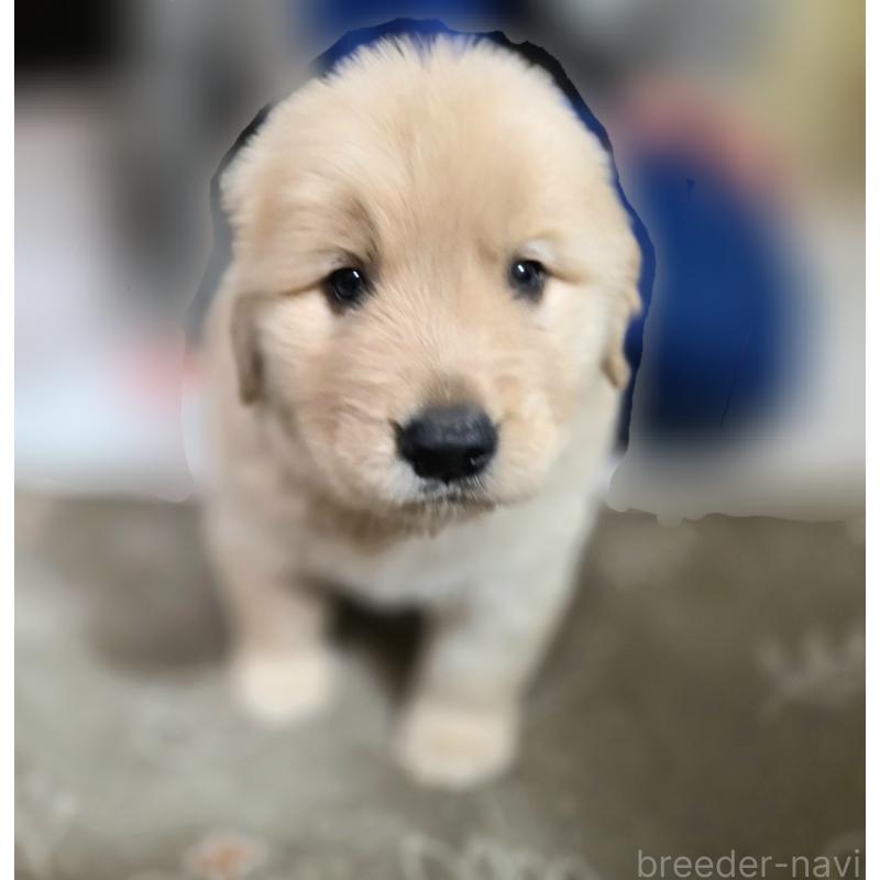 販売中ののゴールデンレトリーバー-443622