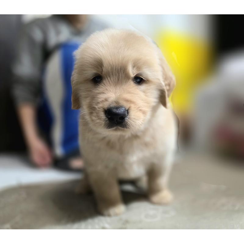 販売中の静岡県のゴールデンレトリーバー-443626