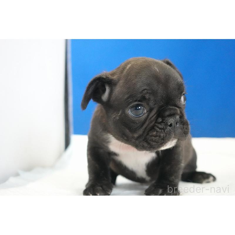 販売中の愛知県のフレンチブルドッグ-447317の7枚目