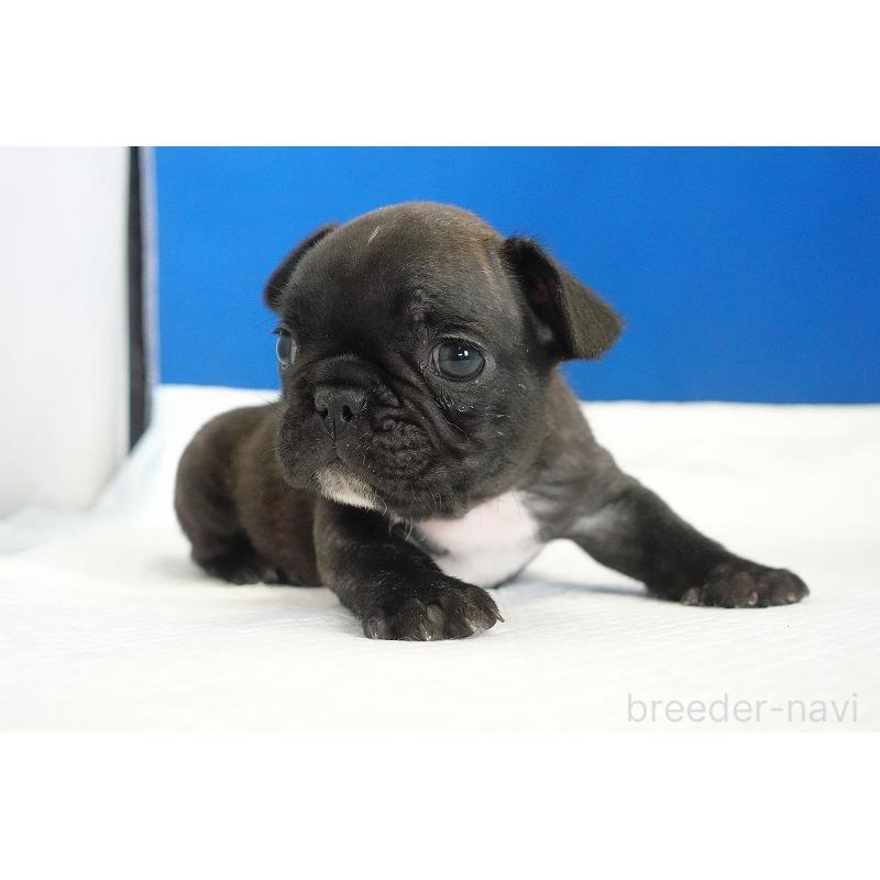 販売中の愛知県のフレンチブルドッグ-447317の6枚目