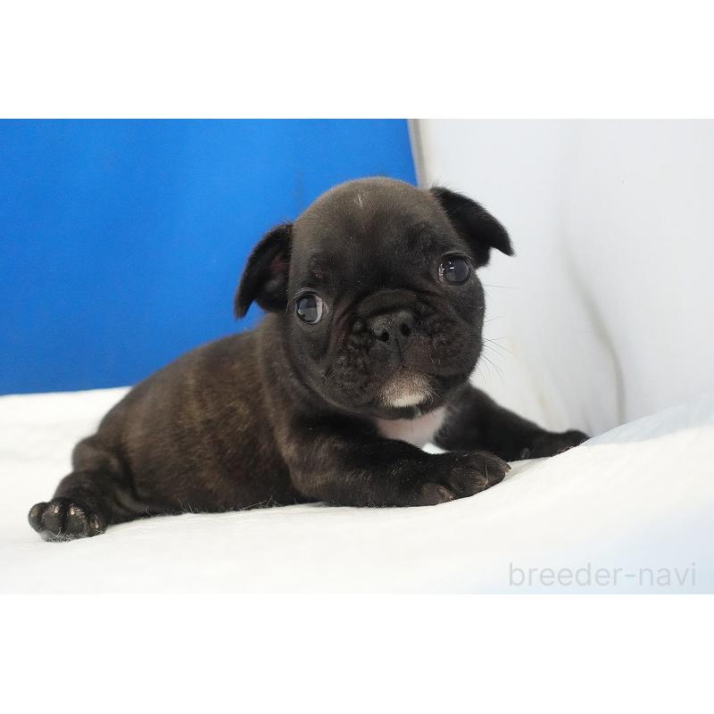 販売中の愛知県のフレンチブルドッグ-447317の5枚目