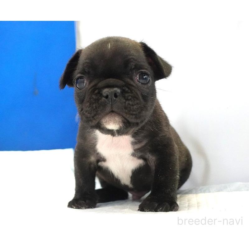 販売中の愛知県のフレンチブルドッグ-447317の2枚目