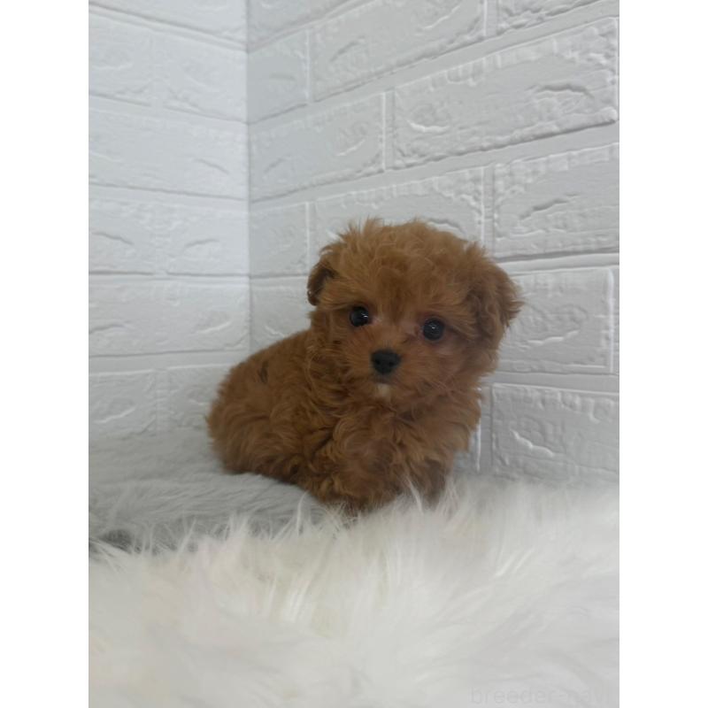 販売中の岡山県のチワプー:チワワ×トイプードル-447318の11枚目