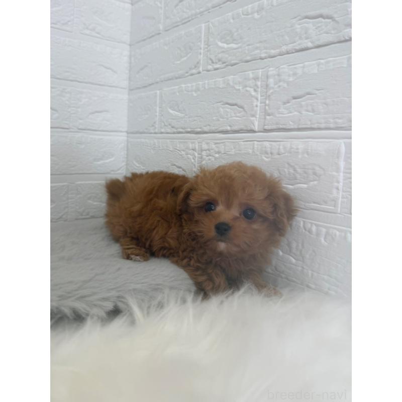 販売中の岡山県のチワプー:チワワ×トイプードル-447318の9枚目