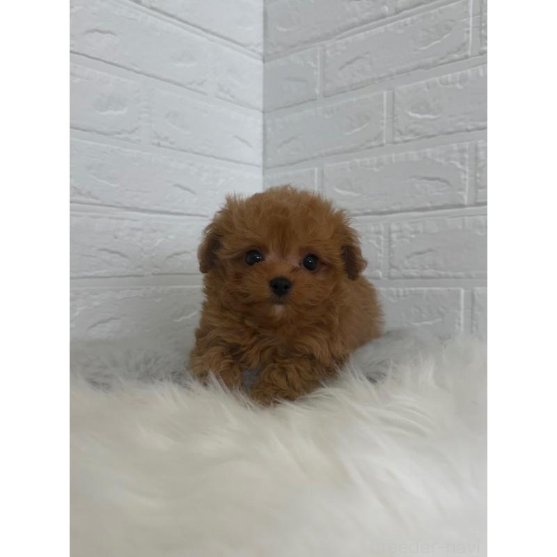 販売中の岡山県のチワプー:チワワ×トイプードル-447318の8枚目