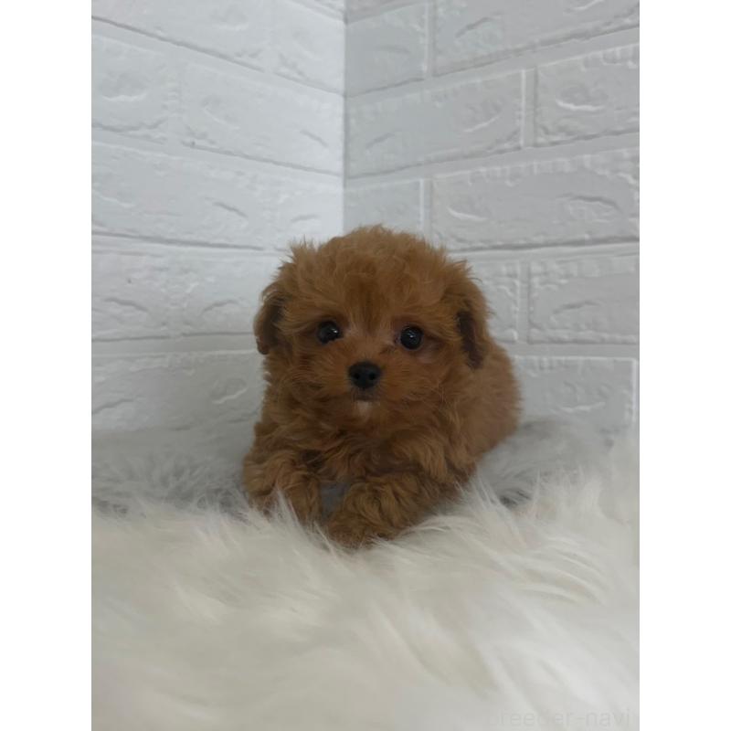 販売中の岡山県のチワプー:チワワ×トイプードル-447318の7枚目