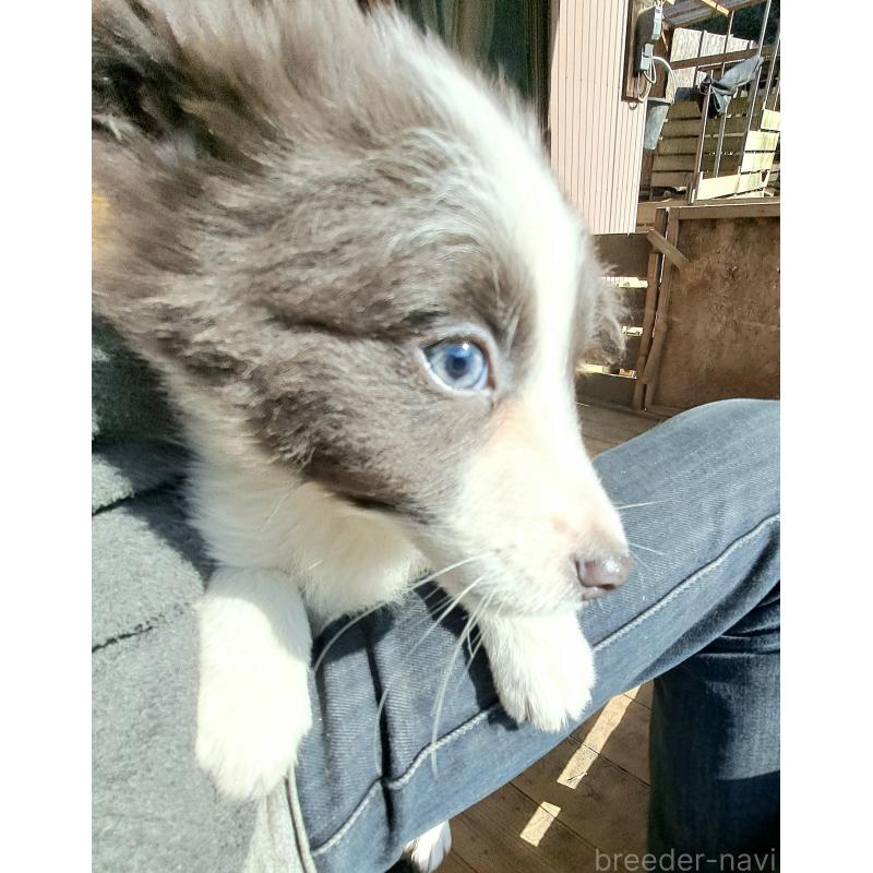 商談中の千葉県のミックス犬-441078