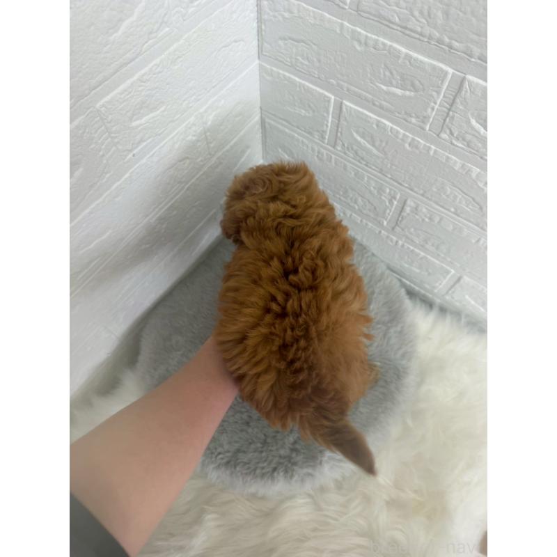 販売中の岡山県のチワプー:チワワ×トイプードル-447318の4枚目