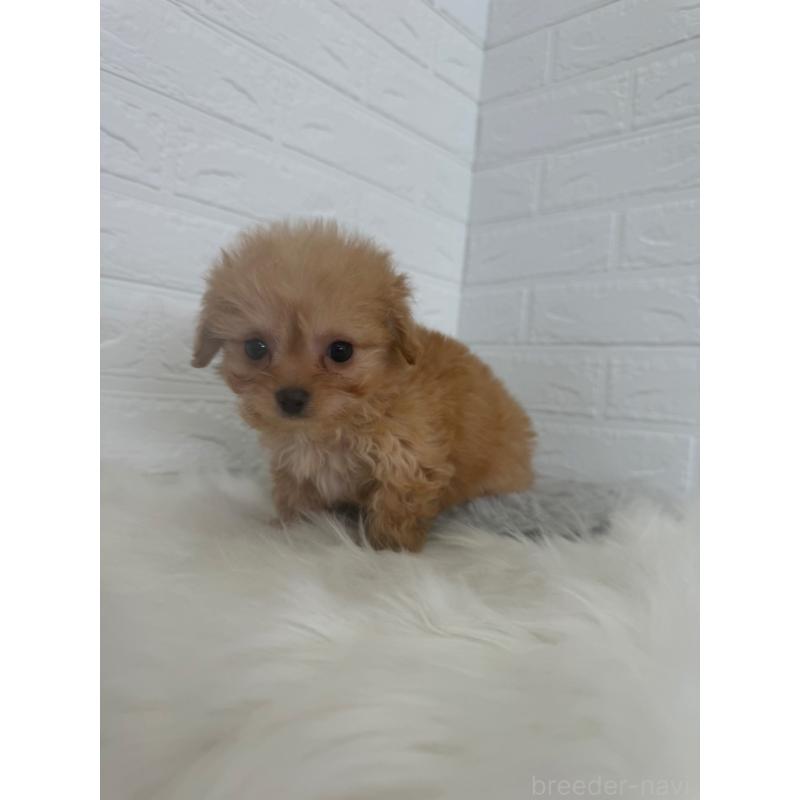 販売中の岡山県のチワプー:チワワ×トイプードル-447319の14枚目