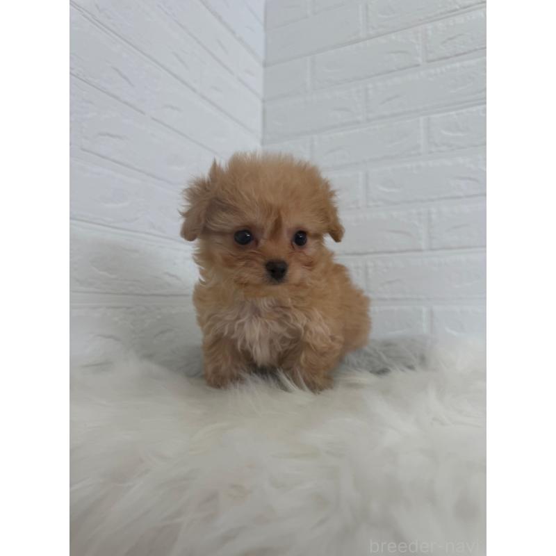 販売中の岡山県のチワプー:チワワ×トイプードル-447319の11枚目