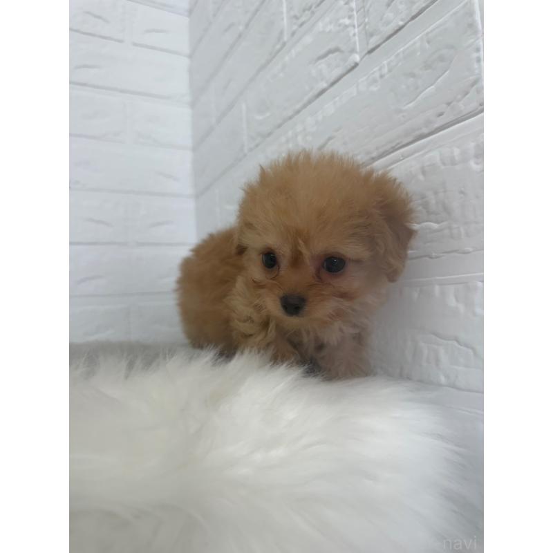 販売中の岡山県のチワプー:チワワ×トイプードル-447319の7枚目