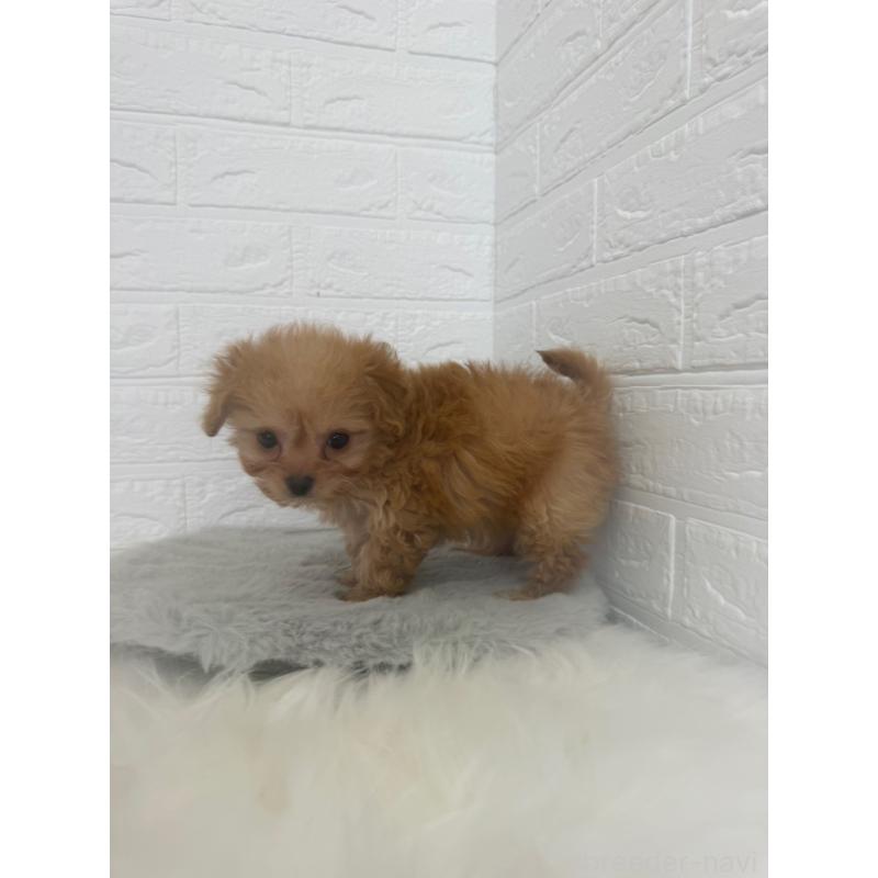 販売中の岡山県のチワプー:チワワ×トイプードル-447319の3枚目