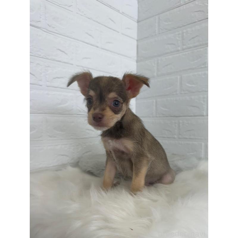 販売中の岡山県のミックス犬-447321の11枚目