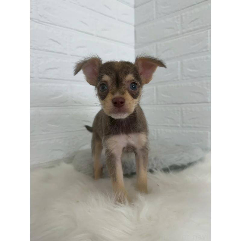 販売中の岡山県のミックス犬-447321の10枚目