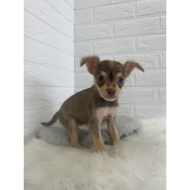 販売中の岡山県のミックス犬-447321の9枚目