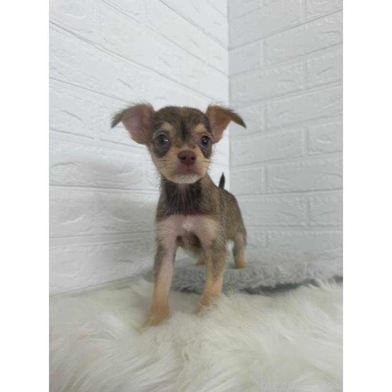 販売中の岡山県のミックス犬-447321の8枚目