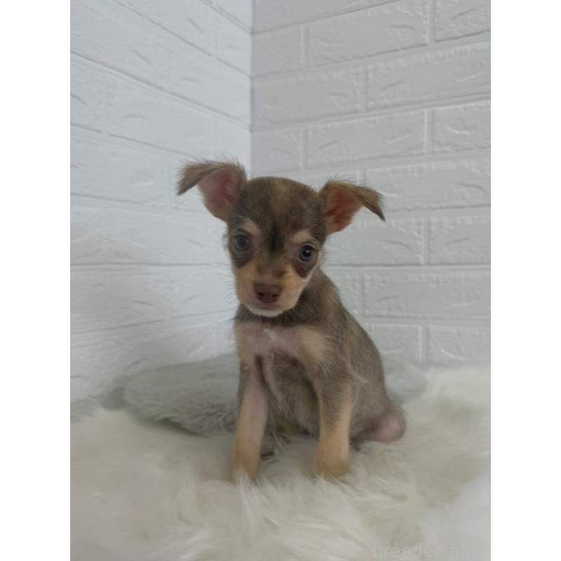 販売中の岡山県のミックス犬-447321の7枚目