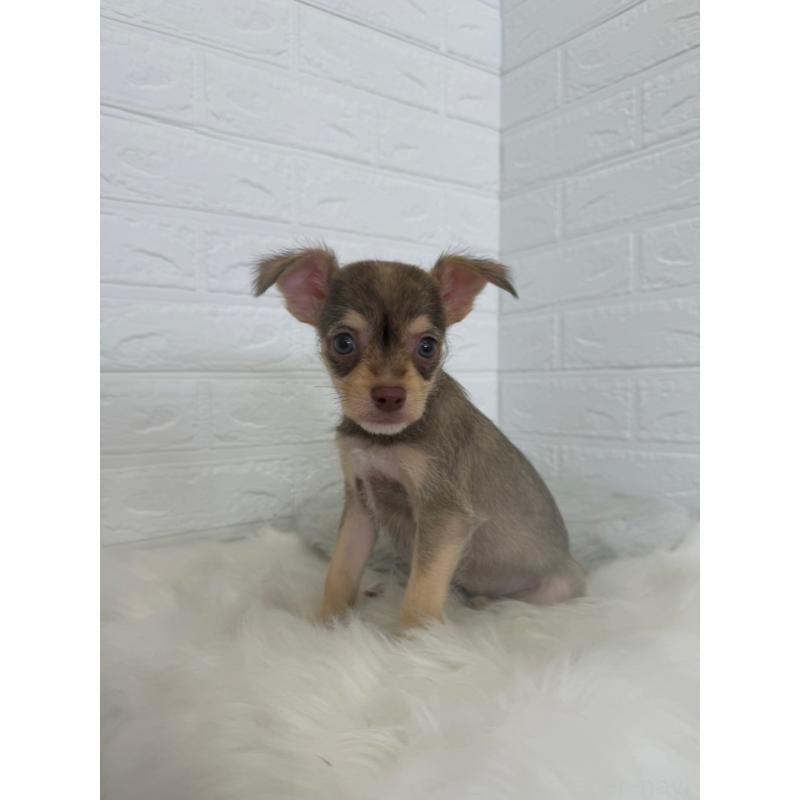 販売中の岡山県のミックス犬-447321の6枚目